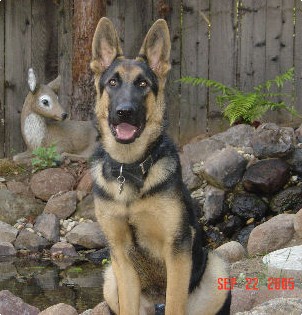 7 month old male Flora Bronson's 1st litter