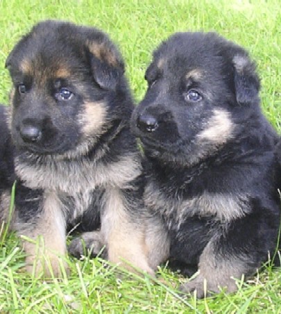 Flora Bronson puppies