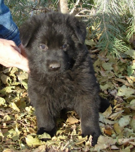 Ugo Flora Male puppy...solid black