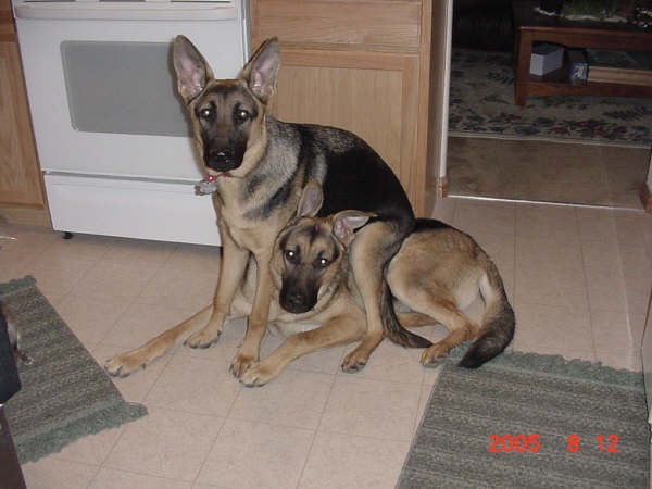 9 months old littermates, brother and sister, Hurricane & Tornado