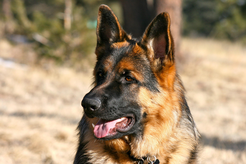 Sehr Gut Wesen German Shepherd