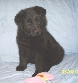 Rosebud Ugo solid black pup