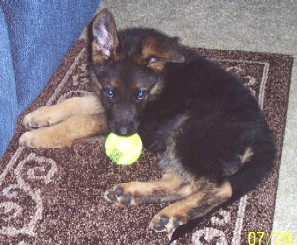 Rosebud Ugo Male 10wks old; Clyde