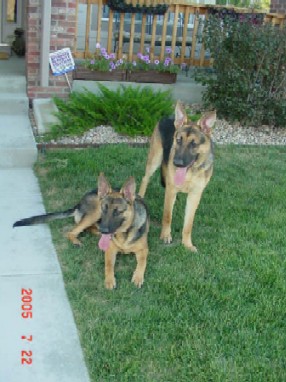 9 months old littermates, brother and sister, Hurricane & Tornado